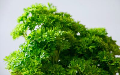 The Healing Powers of Parsley Tea: Women’s Health and Hangover Cure